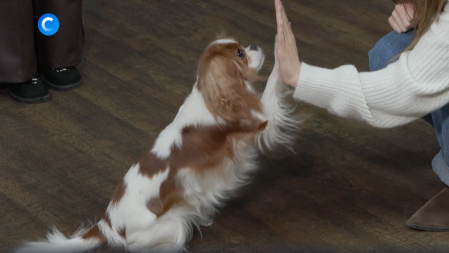 Репортаж НТВ «С питомцем на работу» из московского офиса BBDO