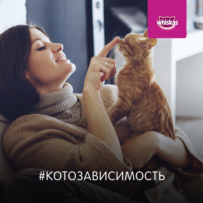 Котозависимость